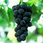 ぶどう農家直売