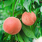 桃農園直売の瑞々しい取れたての桃を販売中!!